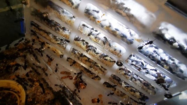 Day 1: Shifting T. rufonigra colony