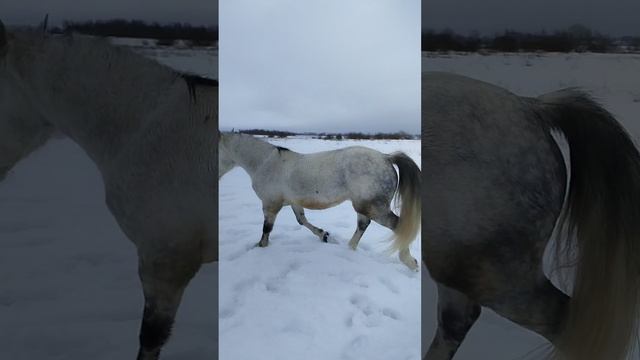 Ах какая рысь!