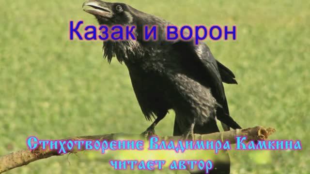 Казак и ворон стих