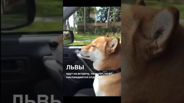 Как проводят выходные знаки зодиака