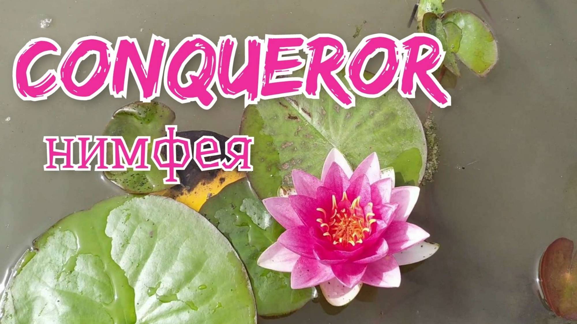 Кувшинка (нимфея) Конкер.   Water lily (Nymphaea) Conqueror