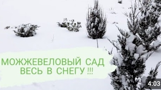 🌲МОЖЖЕВЕЛОВЫЙ САД🌲 ВЕСЬ В  СНЕГУ! ❄ЗИМА ВЕРНУЛАСЬ!❄