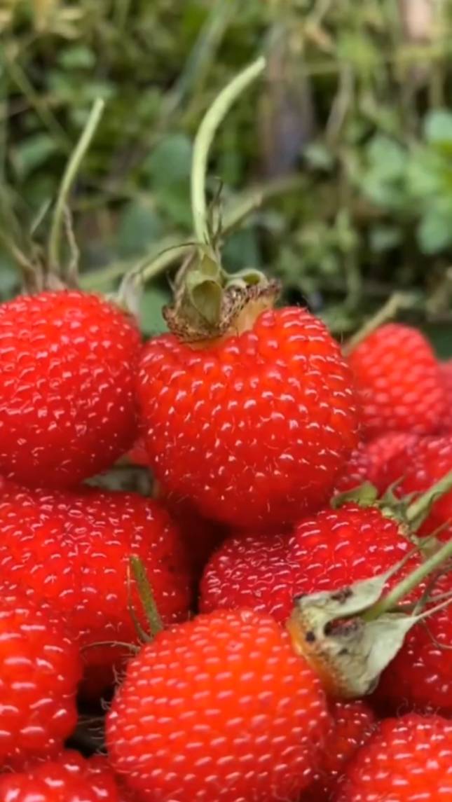 🍓НОРВЕЖСКАЯ МАЛИНА! #shorts #малина #советы