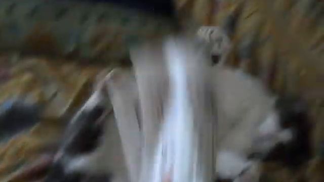 videos 004.AVI