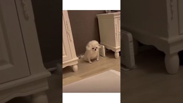 МОЦАРТик😉