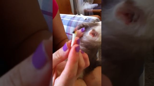 Cleaning a ferrets ears