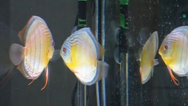 Wild green discus fish