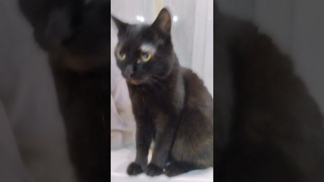 Только черному коту и не везёт