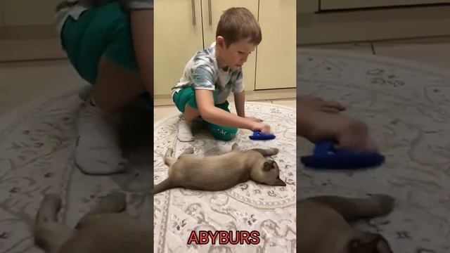 Дети и Бурма#дети#бурма#видео#любовь#забота#коты#сегодня#выходные#коты#котики#питомник#кайф