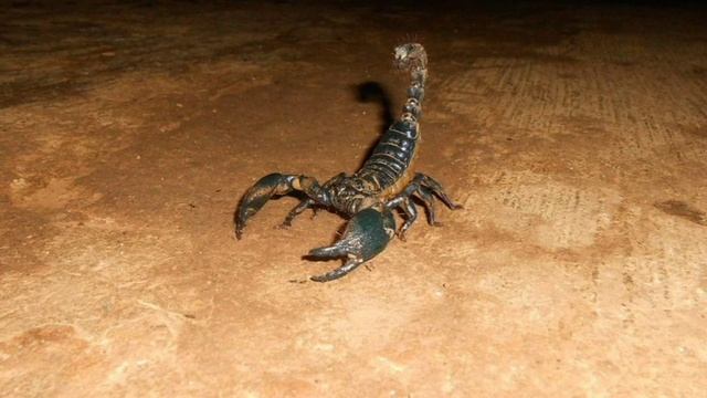 Algumas curiosidades sobre o maior escorpião do mundo (Heterometrus swammerdami) (14+)