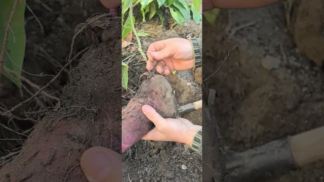 ямс, Диоскорея Алата