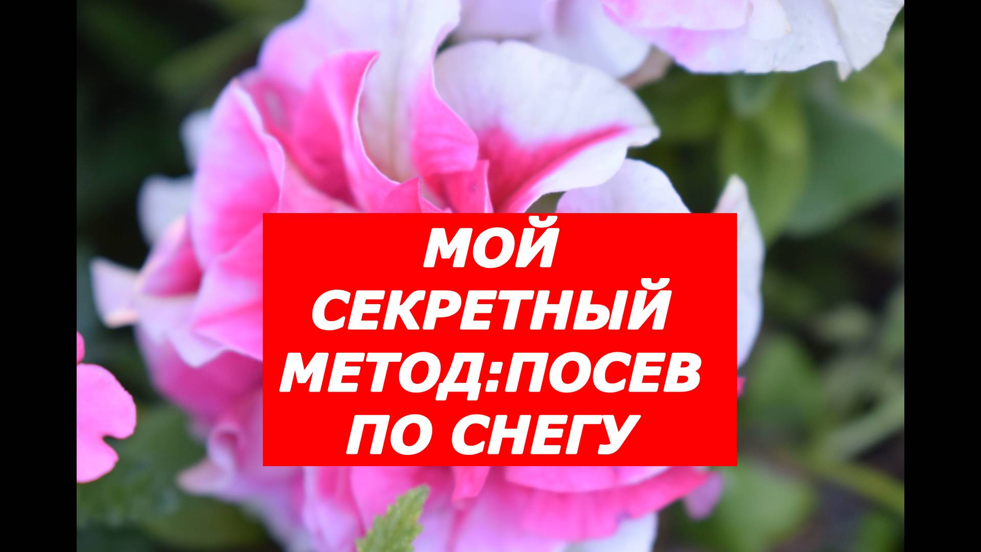 СЕКРЕТНЫЙ МЕТОД:ПОСЕВ ПО СНЕГУ #петуния # цветы #снег