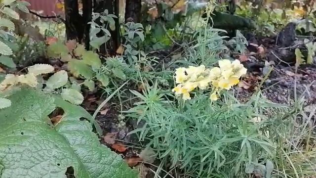 Льнянка для щитовидной железы