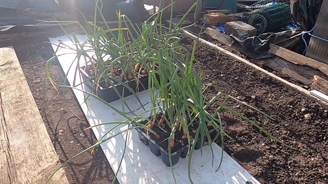 🌻281 🌻 PLANTING OUT SHALLOTS 🌻 YORKSHIRE DALES 🌻