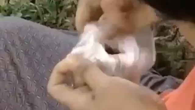 Pak Kodi Kantoi Layan Gam