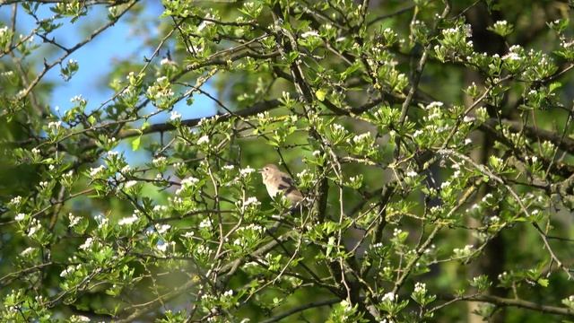 Garden Warbler singing, Milton Keynes UK, May 2023 (Sylvia borin)