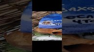 Банная Шапка Жил был пёс