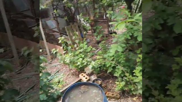 Домашнее птицеводство