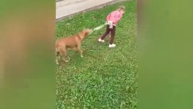 Питбуль, амстафф и ребёнок... Это классно! Tcenniy Prize.