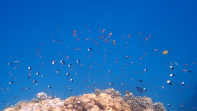 Риф в Рас Мохаммед Шарм эль Шейх-3