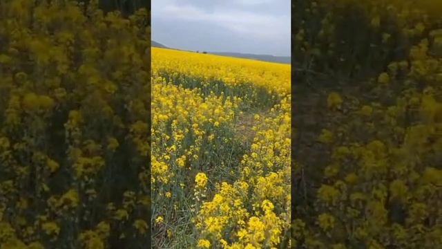 Я купила много сегодня 😍мне понравились красивые платья
