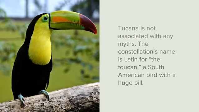 Toucan Constellation