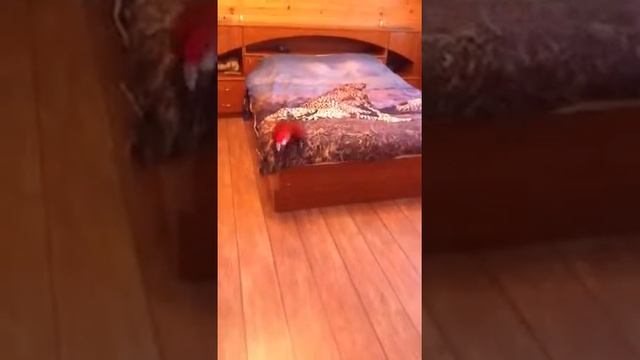 Попугайный ребёнок играет