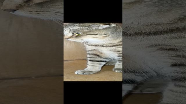 кото насилие