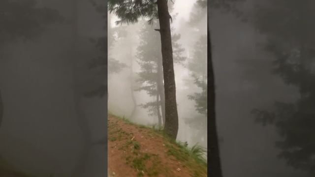 Туманный лес Шангла, долина Сват (Пакистан)