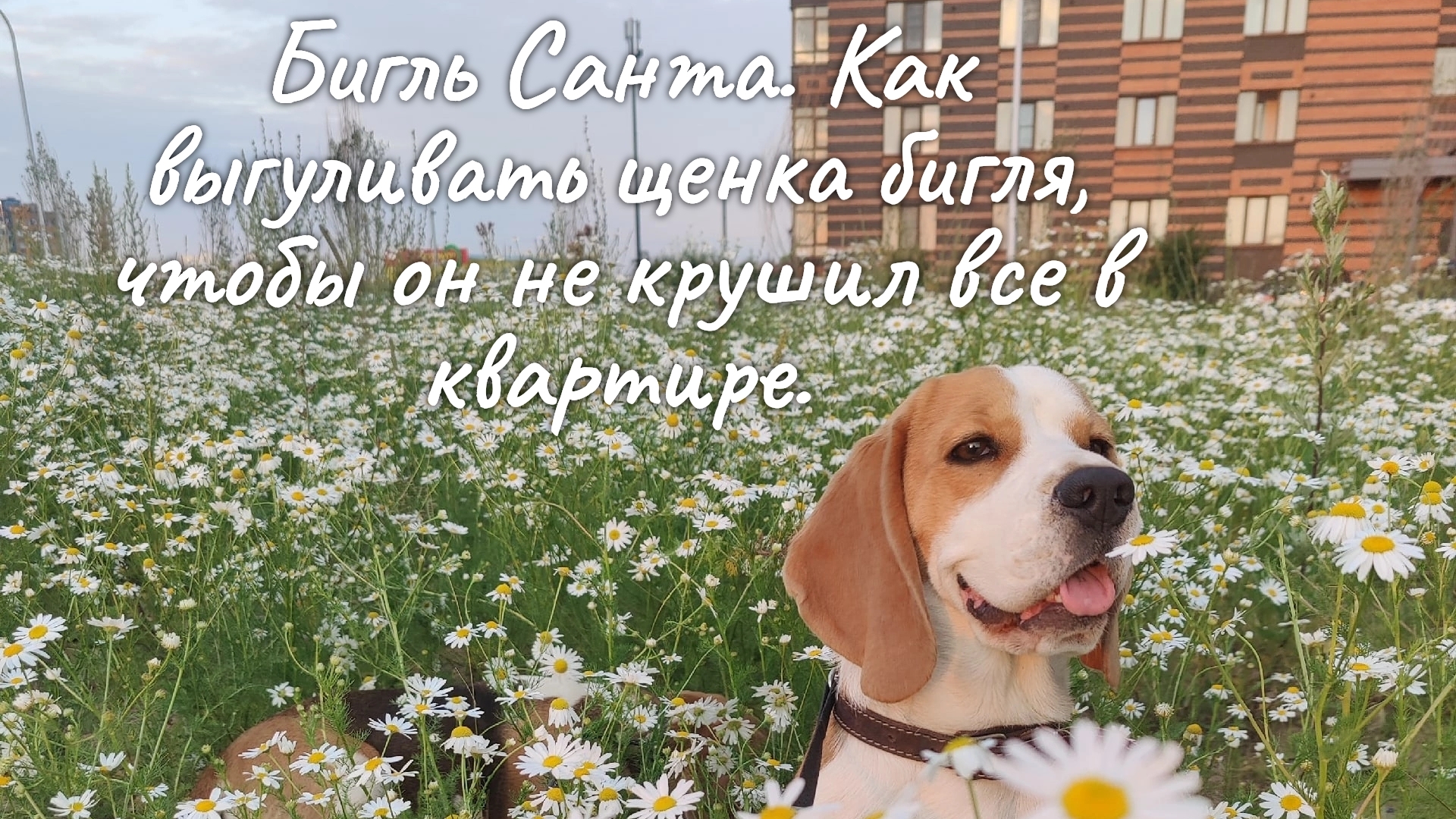 Бигль Санта. Как гулять с щенком, чтобы он не крушил все в квартире.