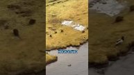 Белоснежка уже не та: мужик - повелитель животных