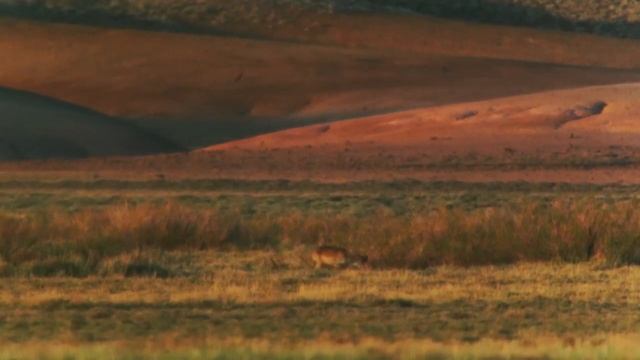 Rare antelopes in Kazakhstan are rebounding after a mass die off | AFP