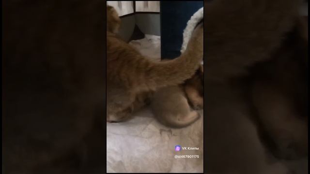 Золотые шиншиллы скоро месяц