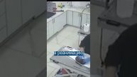 Собака принесла щенка к ветеринару