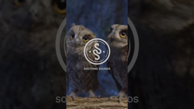 Need something sweet?watch these owls and relax 🦉😺💘 #relaxing sound