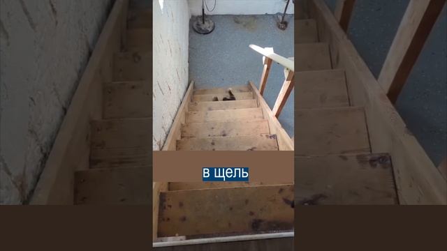 Собака не умеет пользоваться лестницей