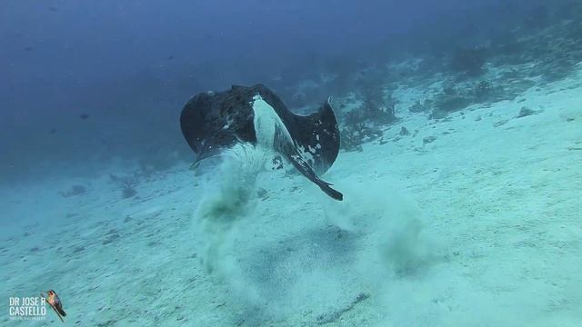 Round ribbontail ray (Taeniurops meyeni)
