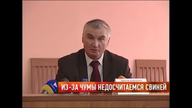 Из-за чумы недосчитаемся свиней