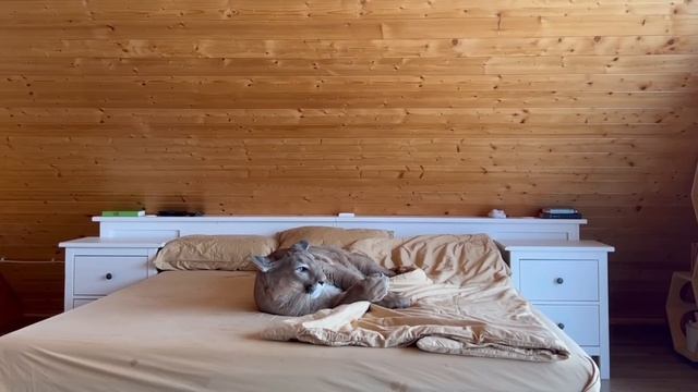 Милая игра едва не обернулась травмой. Пума Месси запрещает хозяину заправлять постель.