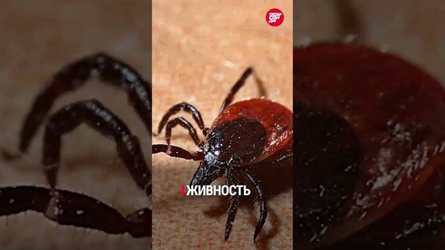 Казанскую блогершу задержали из-за поддержки украинской армии - #ТопДня