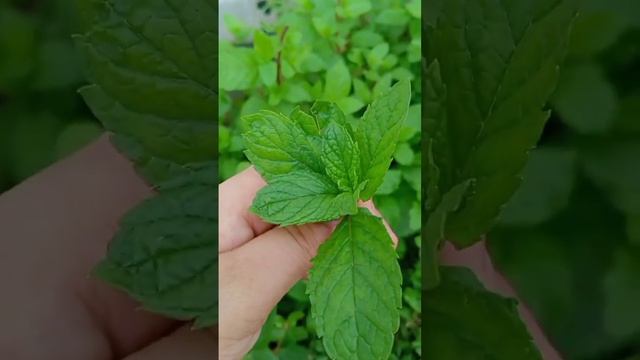 mint #shortvideo #shorts #ZainabKitchenRecipe
