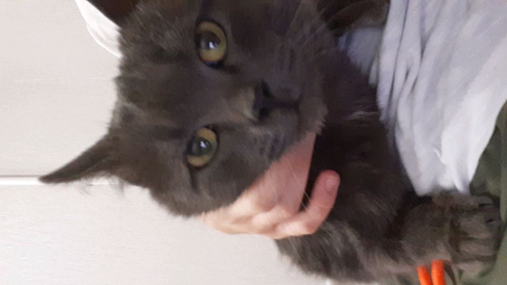 кот 2