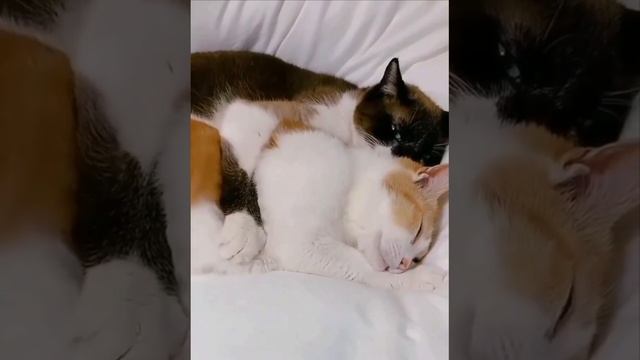 VID_20250118_112911_525.mp4