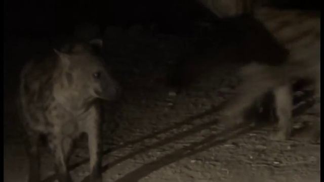 The Hyena man of Harar - Ethiopia tour