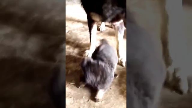 fierce dogs small dogs cute dogs domestic dogs howling dogs