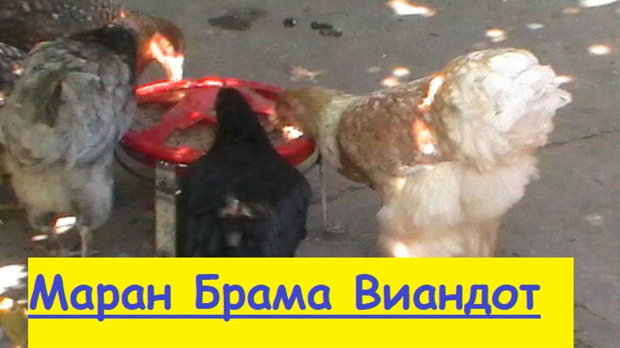 Кормление Маранов  Брамы  Виандота  хлебом
