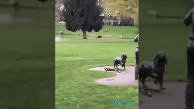 Вредная статуя🎾😂 ( видео про собак )