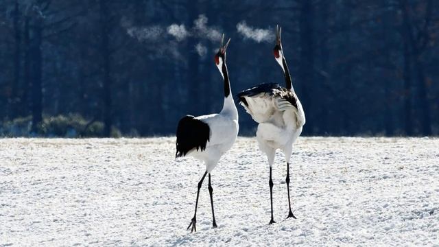 Японский журавль (G. japonensis)