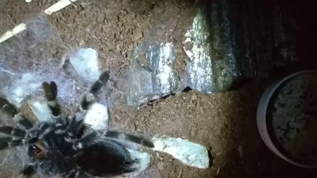 Brachypelma smithi molting top view