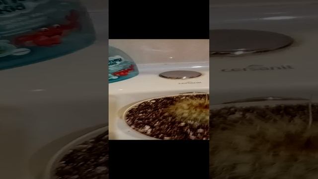 Кактус   милый